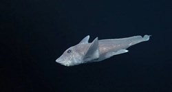 VIDEO Na dubini od 2000 metara prvi put snimili "morskog psa duha"