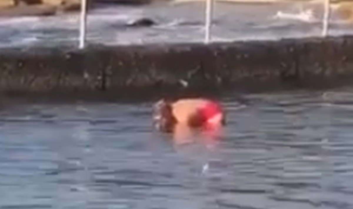 VIDEO Golim rukama izvukla morskog psa iz bazena i vratila ga u more
