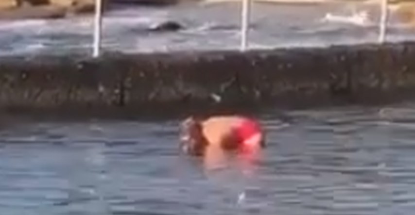 VIDEO Golim rukama izvukla morskog psa iz bazena i vratila ga u more