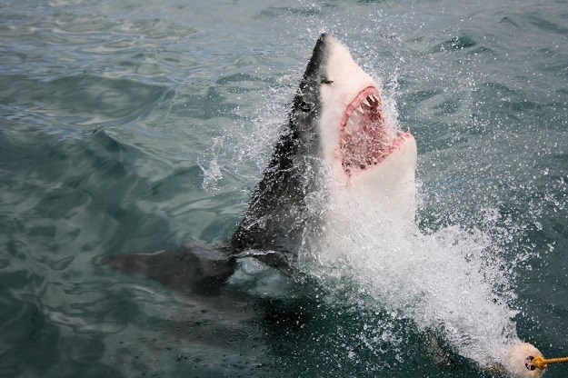 VIDEO Bračni par izazivao morskog psa: Pokazao im je zube - doslovno!