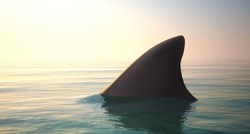 Prvi put u povijesti: Pogledajte što su snimili u utrobi morskog psa