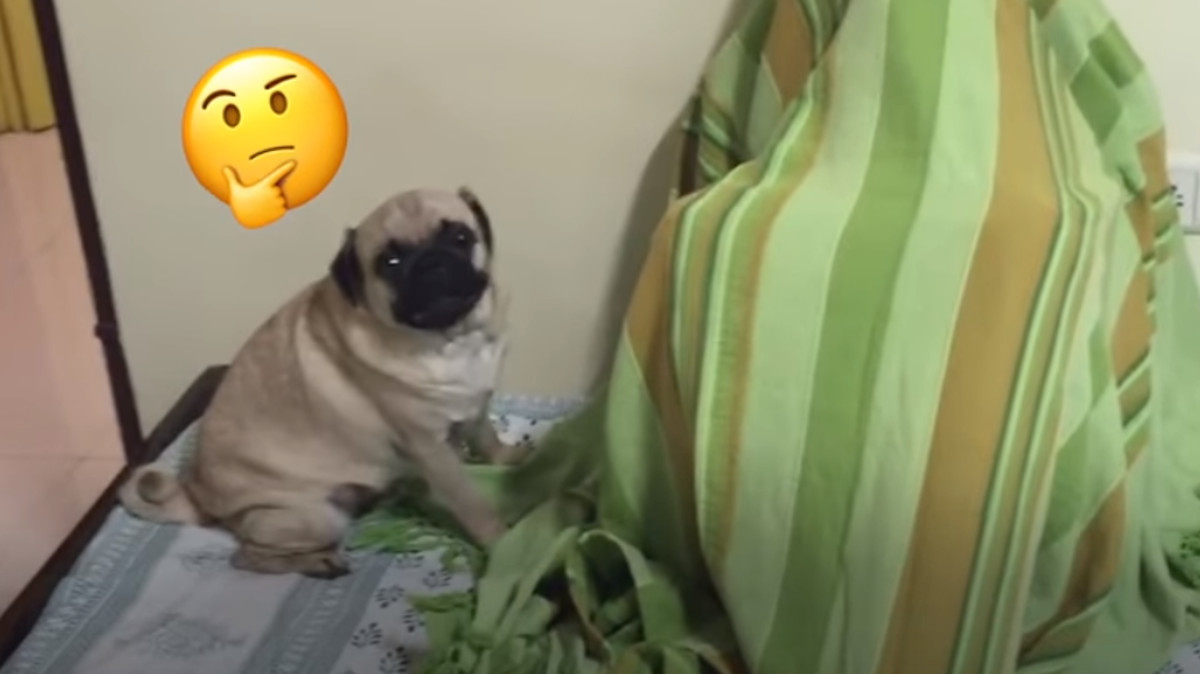VIDEO Mops se susreo s bratom svoje vlasnice nakon godinu dana i njegovom oduševljenju nema kraja