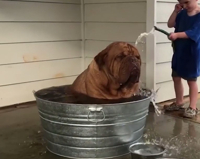 VIDEO Ogromni pas dobio je pomoć u rashlađivanju od ovih opasnih vrućina