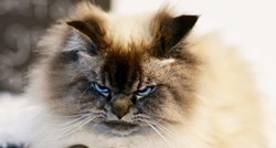 FOTO Upoznajte Merlina, namrgođenog mačka koji je osvojio Instagram