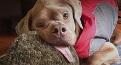 VIDEO Pas s deformitetom postao je dio obitelji koja ga obožava
