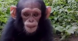 VIDEO Nakon što su mu ubili majku, maleni majmun jedva je naučio vjerovati drugima