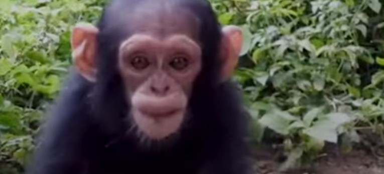 VIDEO Nakon što su mu ubili majku, maleni majmun jedva je naučio vjerovati drugima