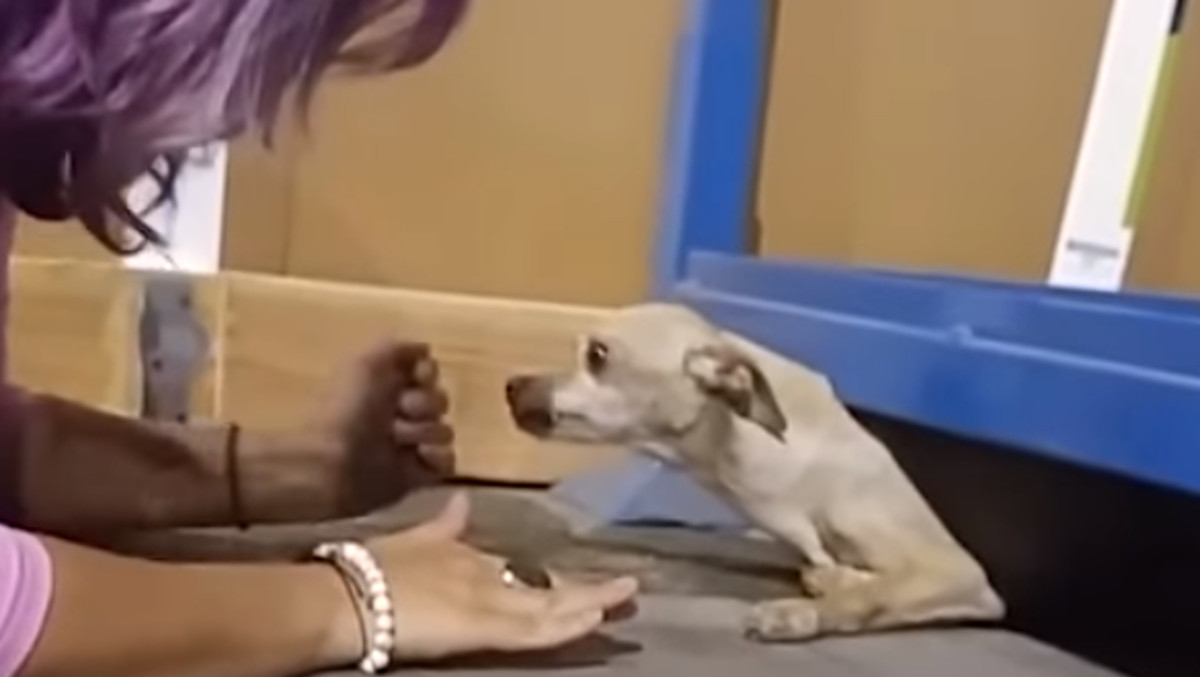 VIDEO Psić je pobjegao iz svog novog doma kako bi se vratio ženi koja ga je spasila