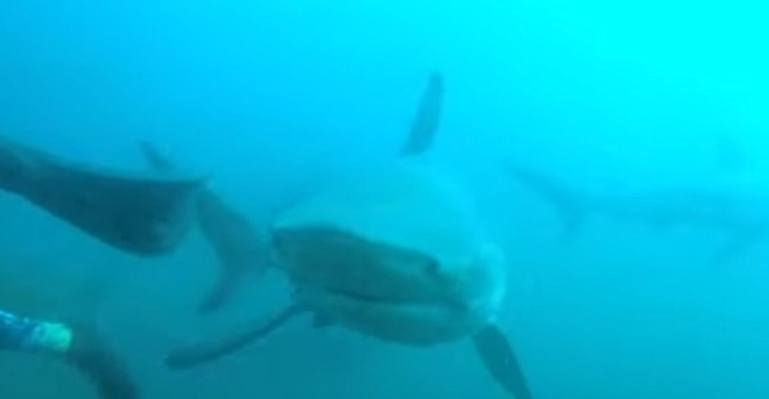 Spasila ga sreća: Ronilac snimio trenutak u kojem ga je napao ogromni morski pas