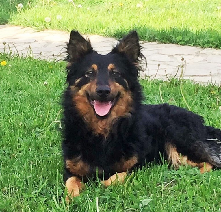 Preslatki psić star dvije godine traži novi dom