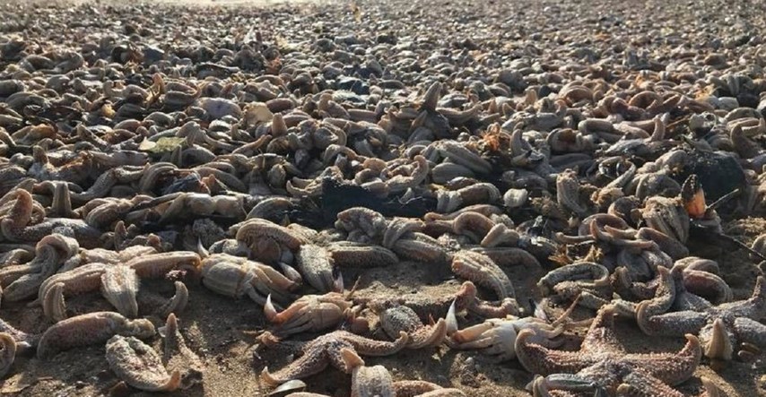 Tužne, ali nevjerojatne fotografije: Nakon oluje na plažu se nasukale stotine tisuća morskih životinja