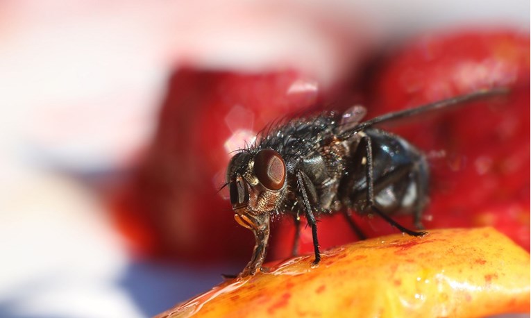Trebamo li baciti hranu na koju je sletjela muha?