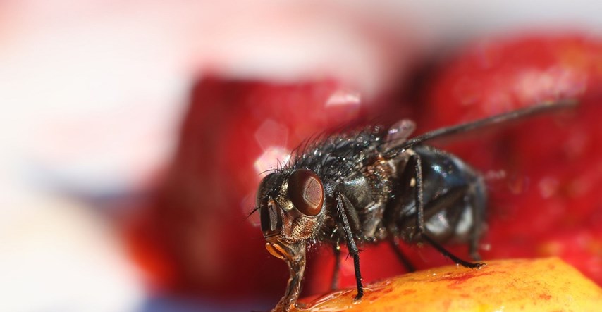 Trebamo li baciti hranu na koju je sletjela muha?