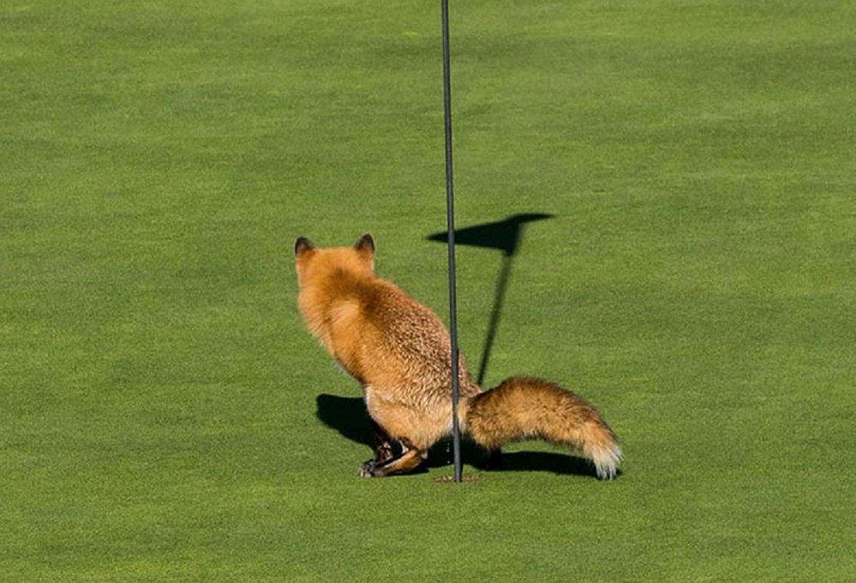 FOTO Lisica koja piša u rupu na golf terenu i druge najkomičnije fotke godine iz prirode