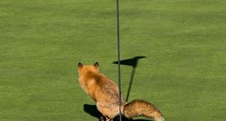 FOTO Lisica koja piša u rupu na golf terenu i druge najkomičnije fotke godine iz prirode