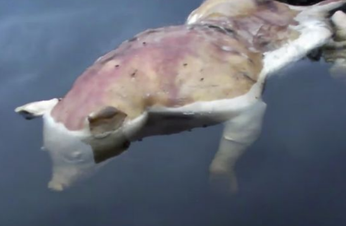 Ljude zbunila snimka "mutanta sa svinjskom glavom i ljudskim rukama"