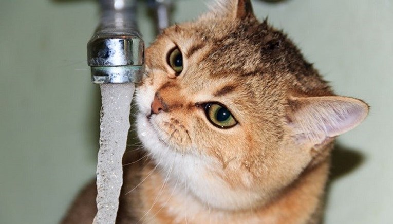 Zašto mačke toliko vole piti vodu koja teče iz slavine?