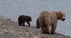 VIDEO U šetnji šumom pridružila su mu se tri medvjeda i to je izgledalo poprilično strašno