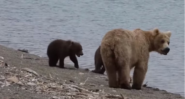 VIDEO U šetnji šumom pridružila su mu se tri medvjeda i to je izgledalo poprilično strašno