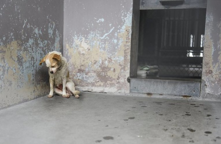 Stariji pas iz azila željan je maženja i to je pokazao na najtužniji mogući način