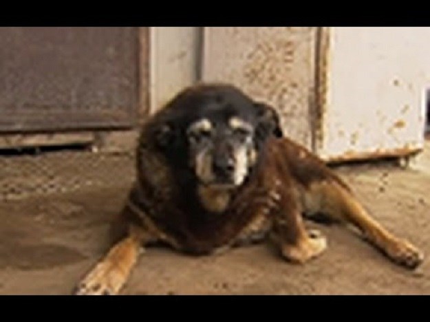 Neslužbena rekorderka: U 30-oj godini uginuo najstariji pas na svijetu!