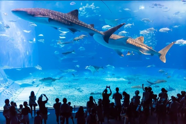 Ostavit će vas bez riječi: Top 5 najljepših akvarija na svijetu