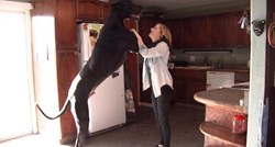 Je li ovo najveći pas na svijetu?