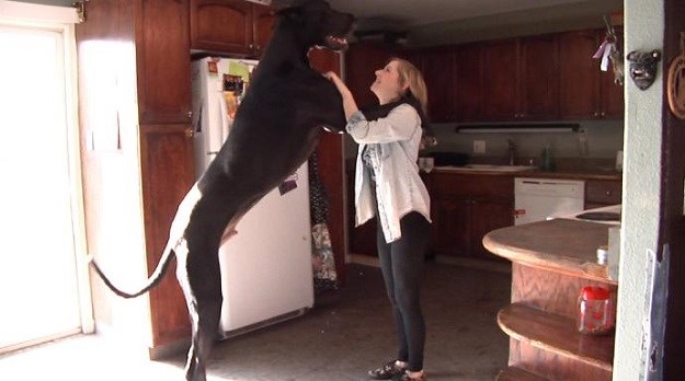Je li ovo najveći pas na svijetu?