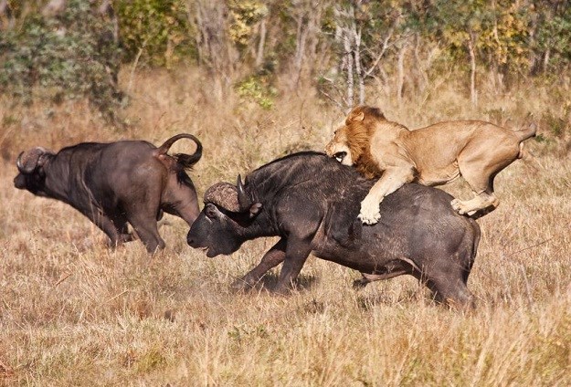 JEDNA JE MAMA Pogledajte kako ona dijete brani od lavova!