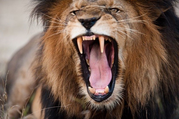VIDEO Objavio snimku na kojoj lav napada lovce na trofeje