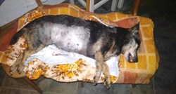 UZNEMIRUJUĆA SLIKA Užas kod Osijeka: "Susjedovi psi zaklali su psa moje majke, mogli su i nju ubiti"