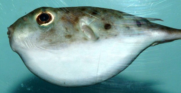 Kod Dubrovnika ulovljena jedna od najotrovnijih svjetskih riba