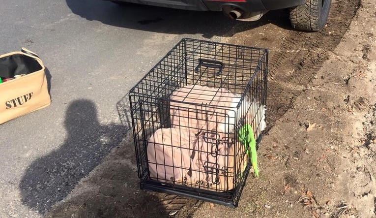 OVO NIJE RJEŠENJE Izbacili psa na ulicu, zajedno sa njegovim igračkama i ostalom opremom