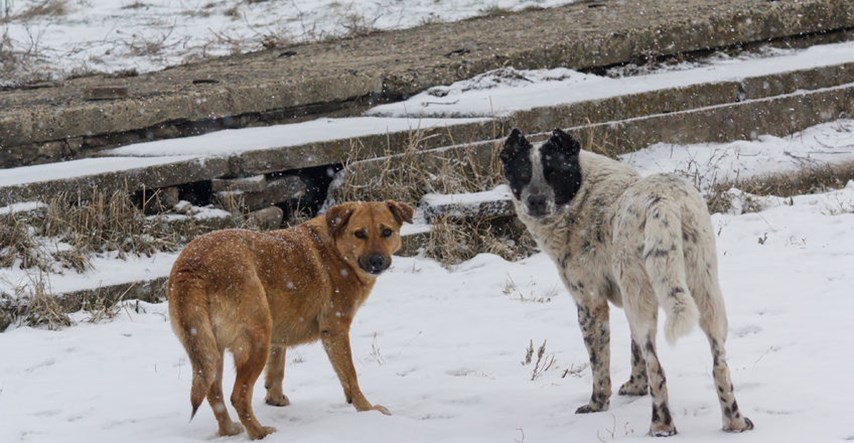 LAJKAMO Pogledajte kako u Srbiji pse lutalice štite od hladnoće