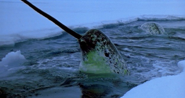 NEOBIČNE ŽIVOTINJE Narval: Je li ovo najneobičniji kit na svijetu?