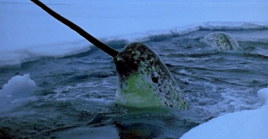 NEOBIČNE ŽIVOTINJE Narval: Je li ovo najneobičniji kit na svijetu?