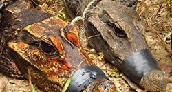 Narančasti krokodili koji žive u špiljama i jedu šišmiše mutiraju u novu vrstu