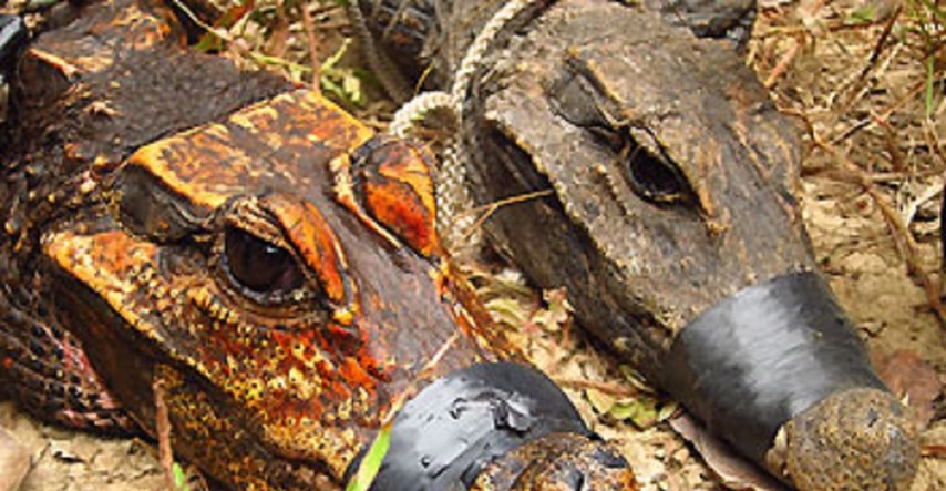 Narančasti krokodili koji žive u špiljama i jedu šišmiše mutiraju u novu vrstu