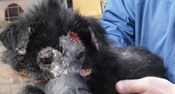 UZNEMIRUJUĆE FOTOGRAFIJE Kod Čakovca pronađena kujica s ozljedama na glavi i tijelu