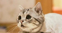 Grumpy Cat je prošlost: Moody Luhu je nova zvijezda Instagrama, vidjet ćete odmah zašto