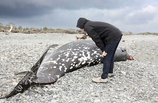 Masovno nasukavanje: Na južnoj obali Čile pronađeno najmanje 60 uginulih kitova