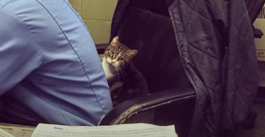 VIDEO Neobična maca došetala je u vatrogasnu postaju i vrlo brzo postala dio tima