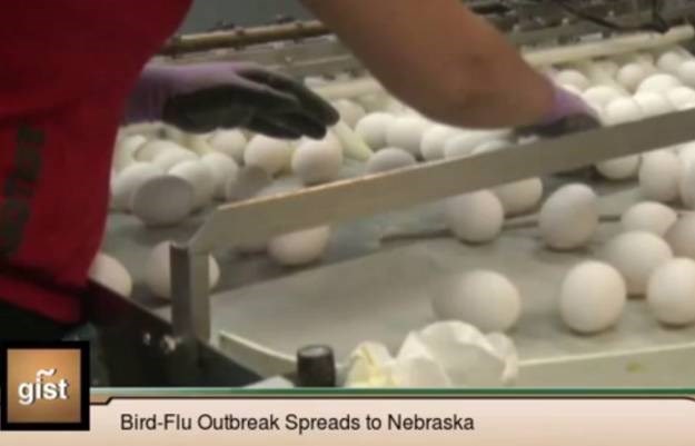 U Nebraski izvanredno stanje zbog ubrzanog širenja ptičje gripe