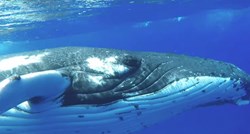 VIDEO Grupi ronioca opasno se približio morski pas, a onda im je u pomoć stigao grbavi kit