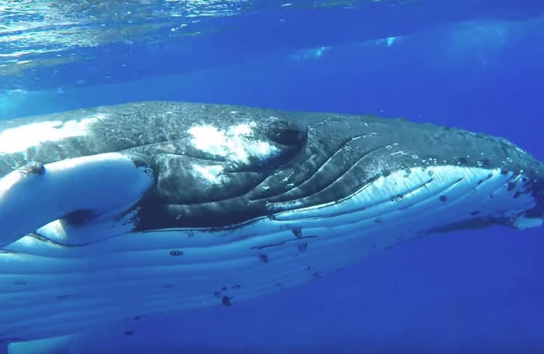 VIDEO Grupi ronioca opasno se približio morski pas, a onda im je u pomoć stigao grbavi kit