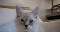 Mačke: Zanimljivosti za vlasnike i oni koji će to tek postati