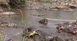 VIDEO Napao je mladunče, pa požalio: Pogledajte borbu jednog krokodila i 30 nilskih konja