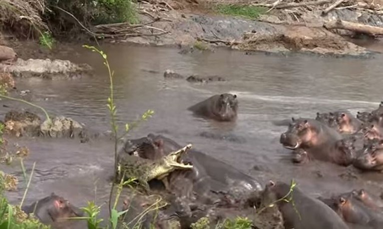 VIDEO Napao je mladunče, pa požalio: Pogledajte borbu jednog krokodila i 30 nilskih konja