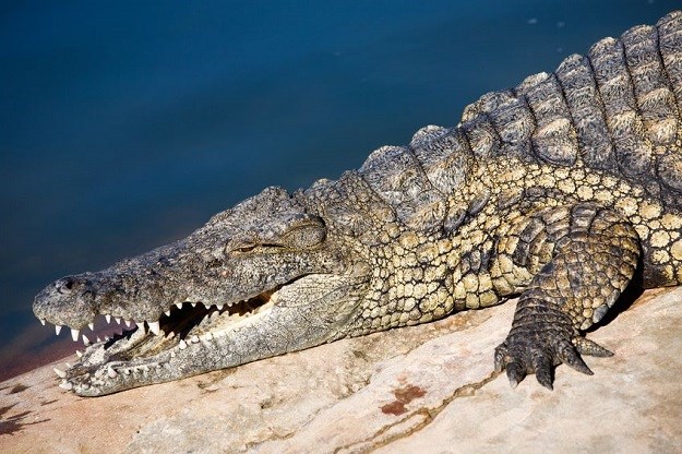 Stručnjaci zabrinuti: Nakon velikih zmija  pojavili se i krokodili ljudožderi