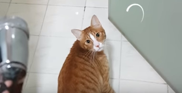 VIDEO Ova maca ima vrlo čudan način za zabavu